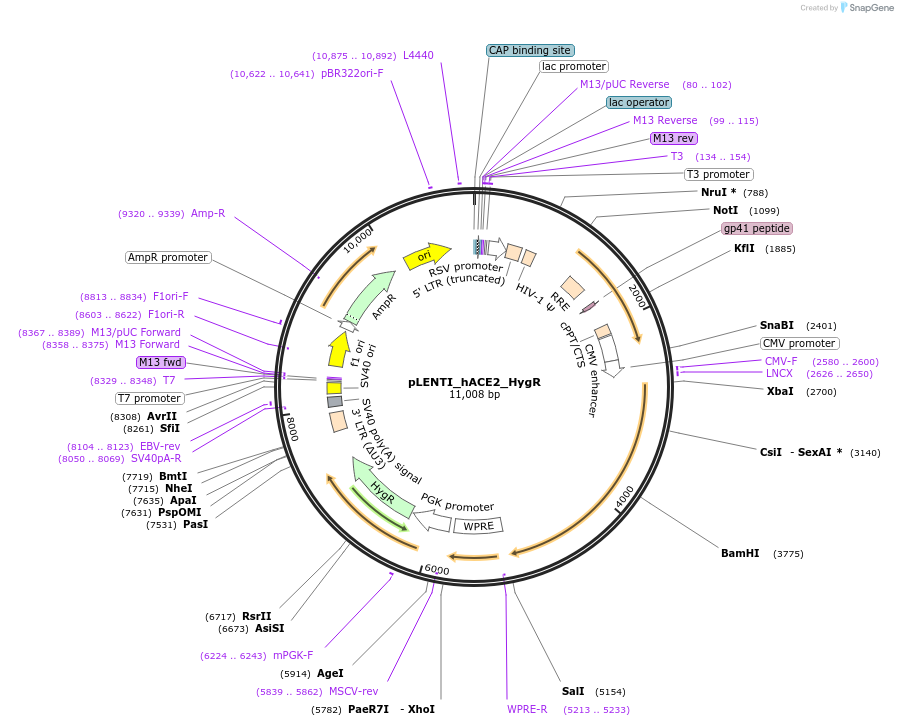 155296-plasmid-map-sequence-id-307857