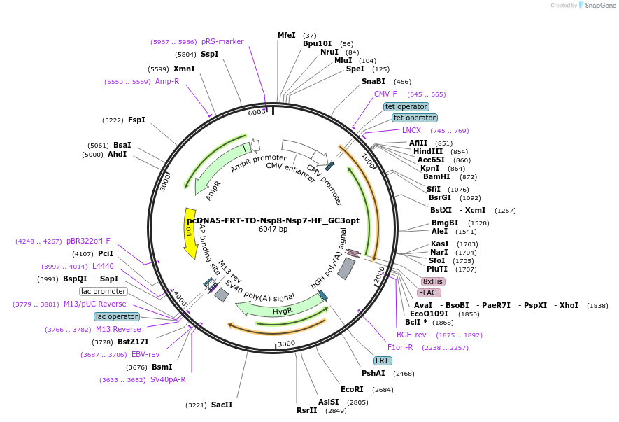 157702-plasmid-map-sequence-id-307866