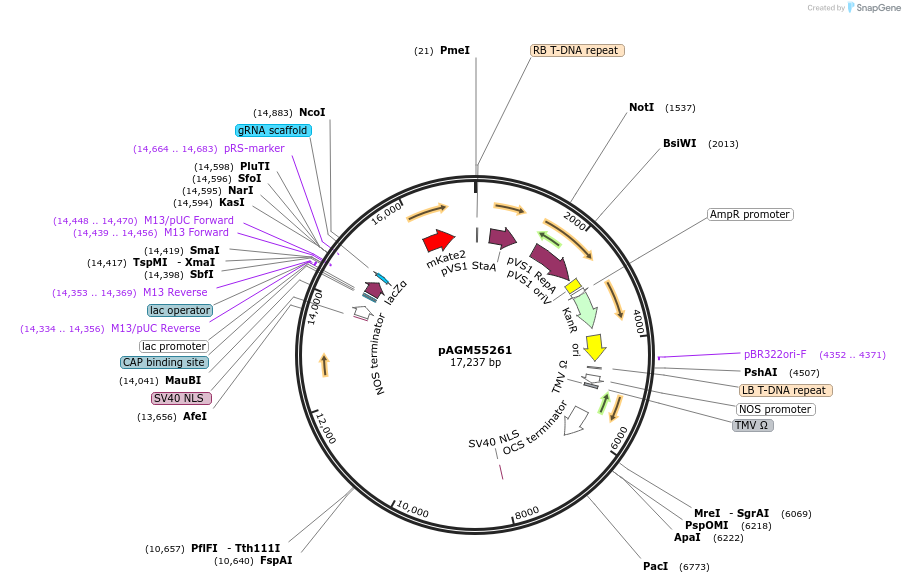 153210-plasmid-map-sequence-id-307869