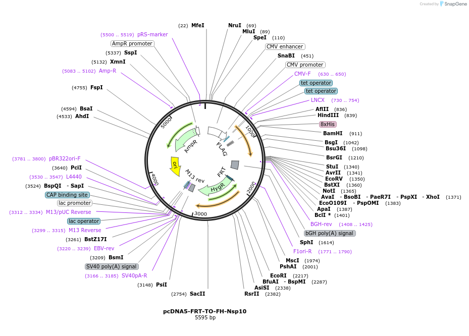 157707-plasmid-map-sequence-id-307872