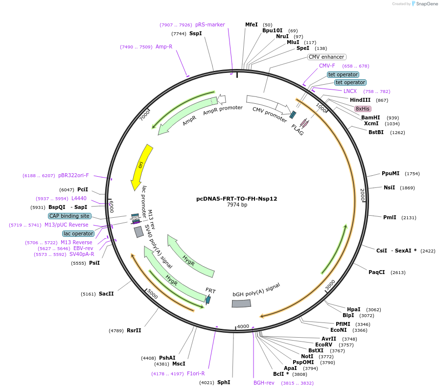 157710-plasmid-map-sequence-id-307876
