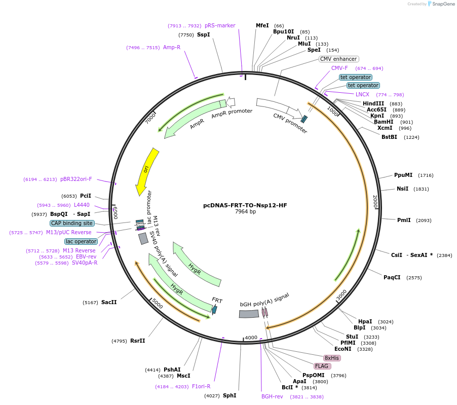 157711-plasmid-map-sequence-id-307877
