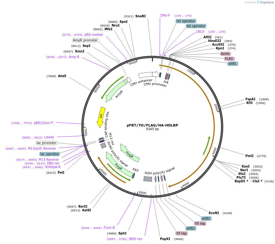 154450-plasmid-map-sequence-id-307894