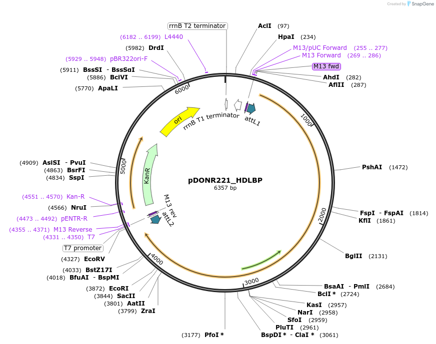154448-plasmid-map-sequence-id-307895