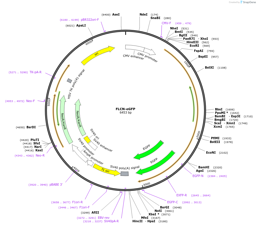 72289-plasmid-map-sequence-id-307896