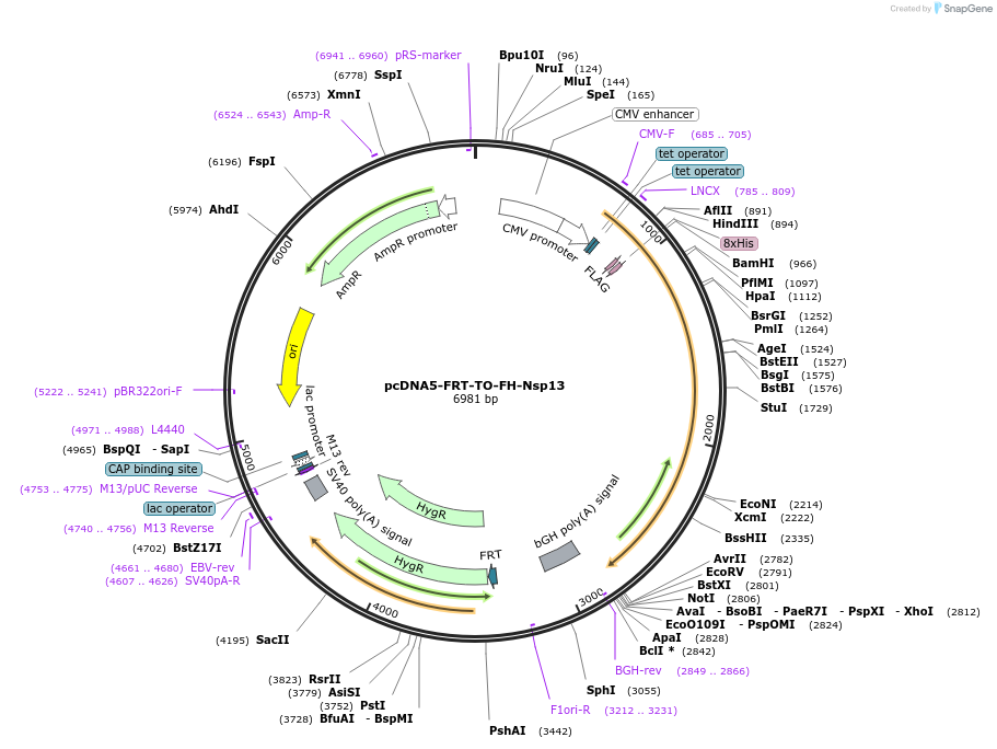 157713-plasmid-map-sequence-id-307903