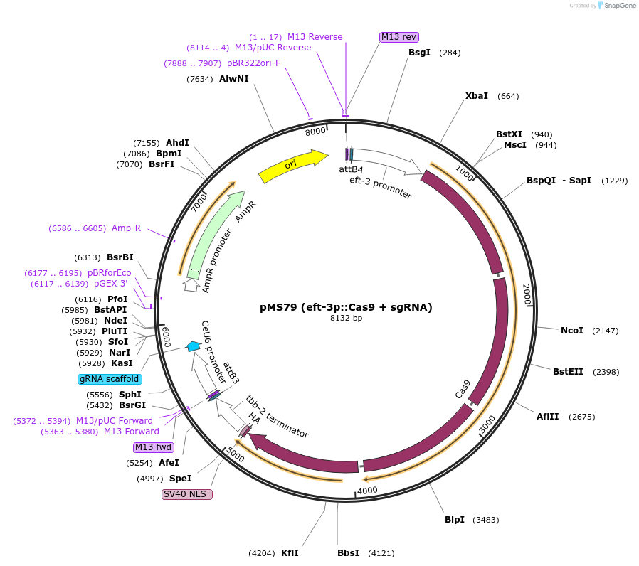 154839-plasmid-map-sequence-id-307909