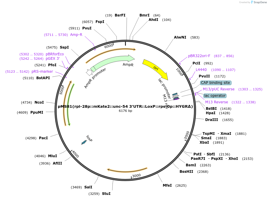 154840-plasmid-map-sequence-id-307910