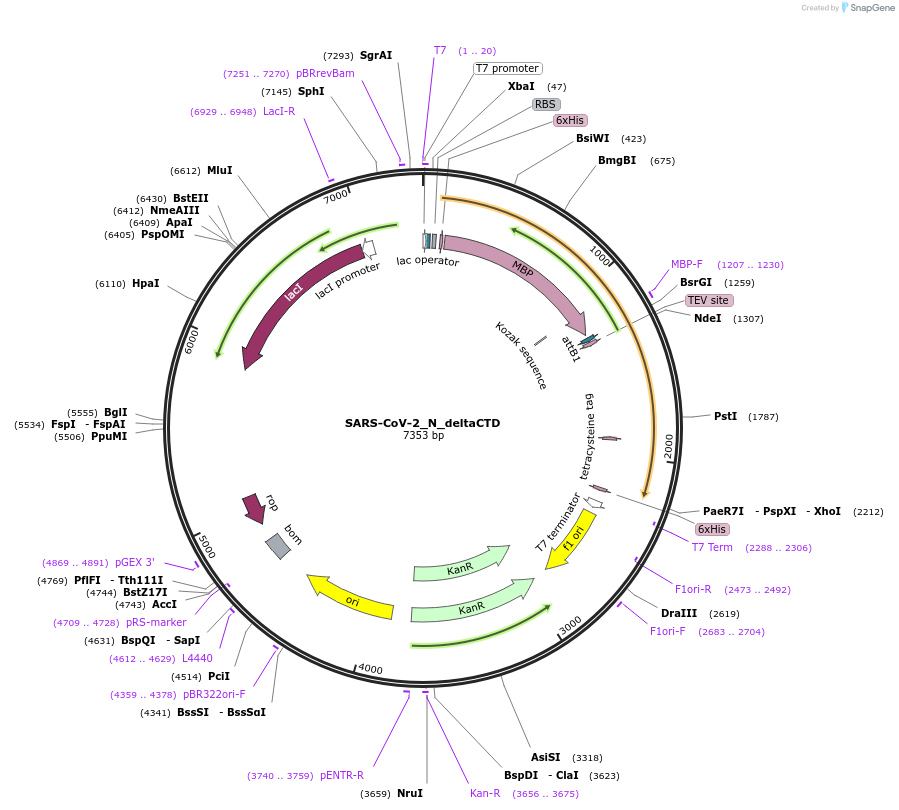 157871-plasmid-map-sequence-id-307920