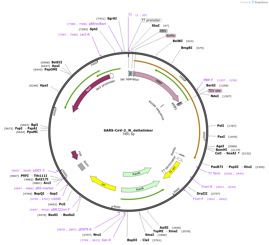 157870-plasmid-map-sequence-id-307923