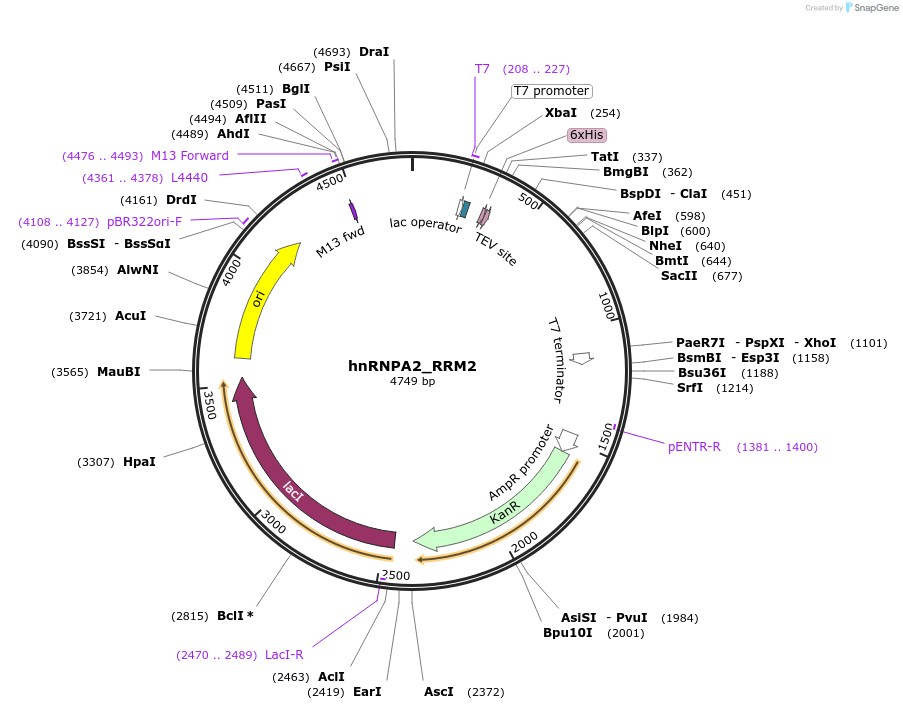 157866-plasmid-map-sequence-id-307925