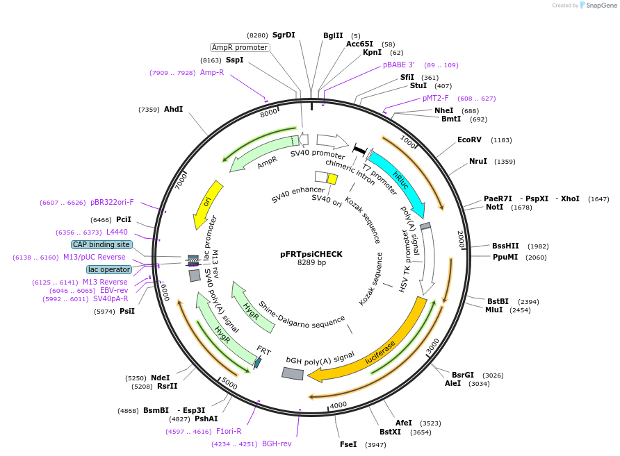 154454-plasmid-map-sequence-id-307927