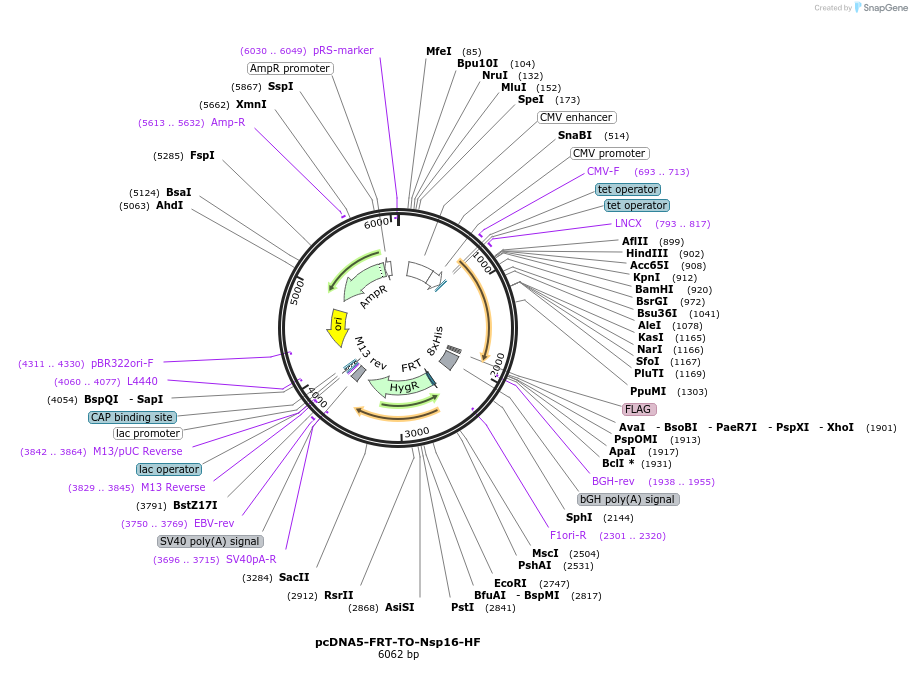 157725-plasmid-map-sequence-id-307930