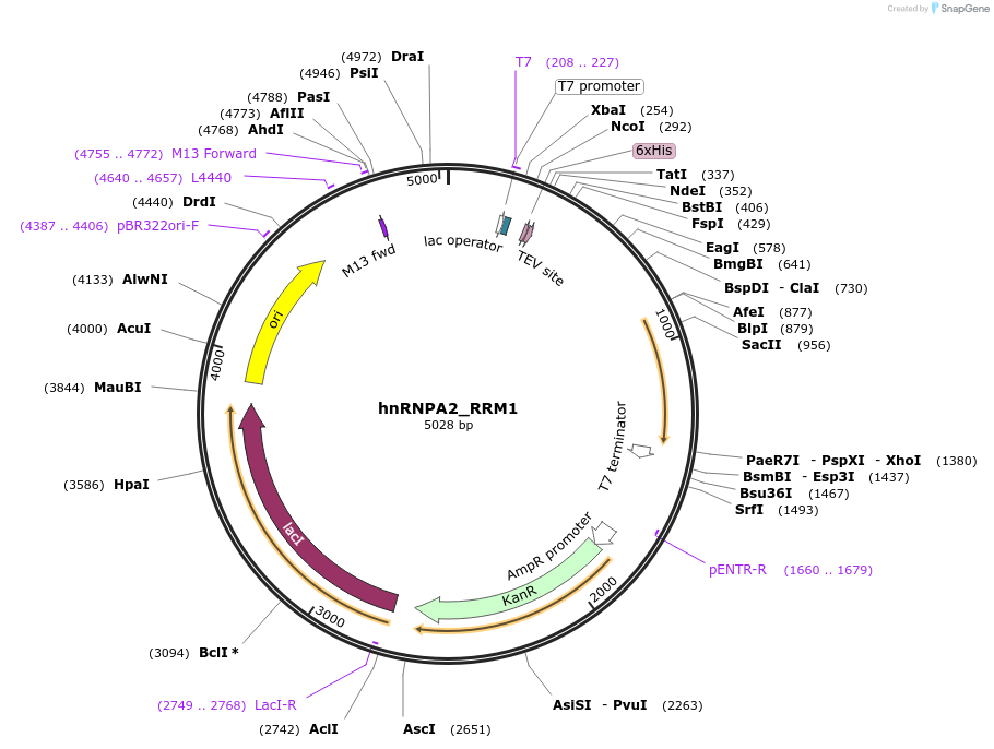 157865-plasmid-map-sequence-id-307931