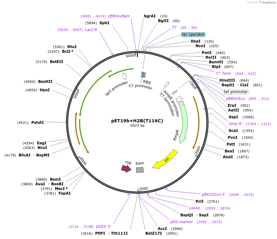 157808-plasmid-map-sequence-id-307934
