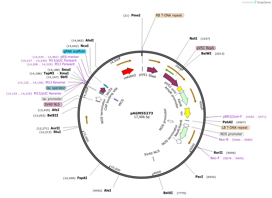 153211-plasmid-map-sequence-id-307941