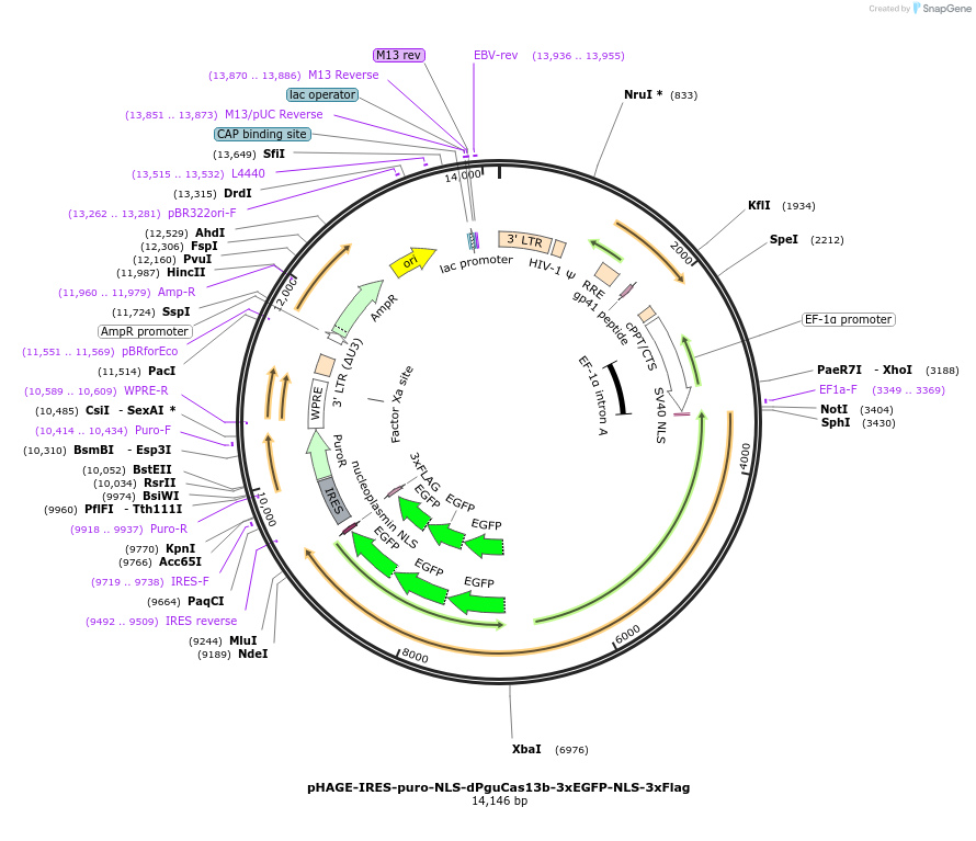 132399-plasmid-map-sequence-id-307942