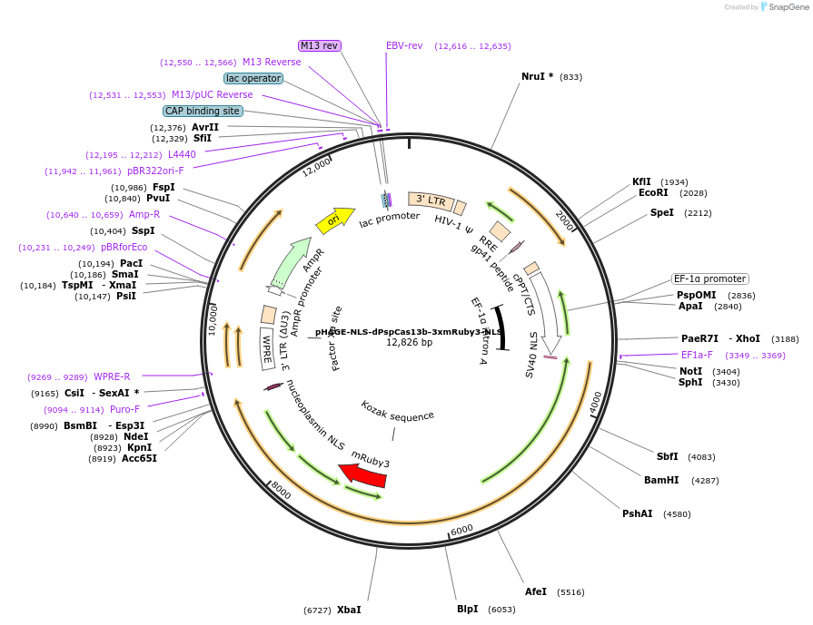 132405-plasmid-map-sequence-id-307944
