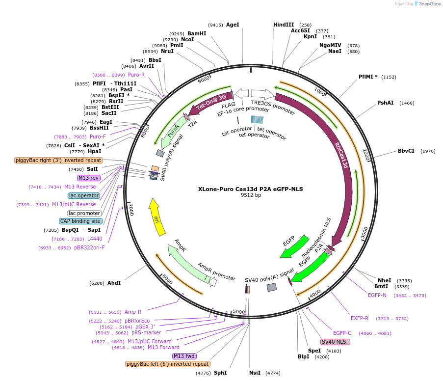 155182-plasmid-map-sequence-id-307945
