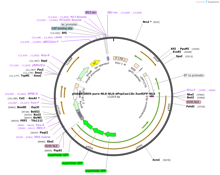 132404-plasmid-map-sequence-id-307946