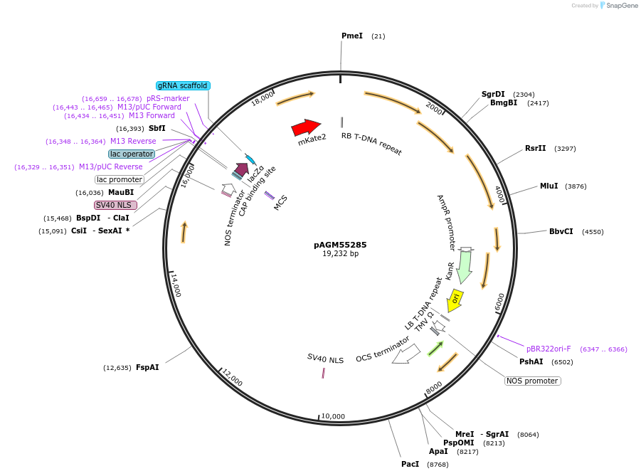 153212-plasmid-map-sequence-id-307947