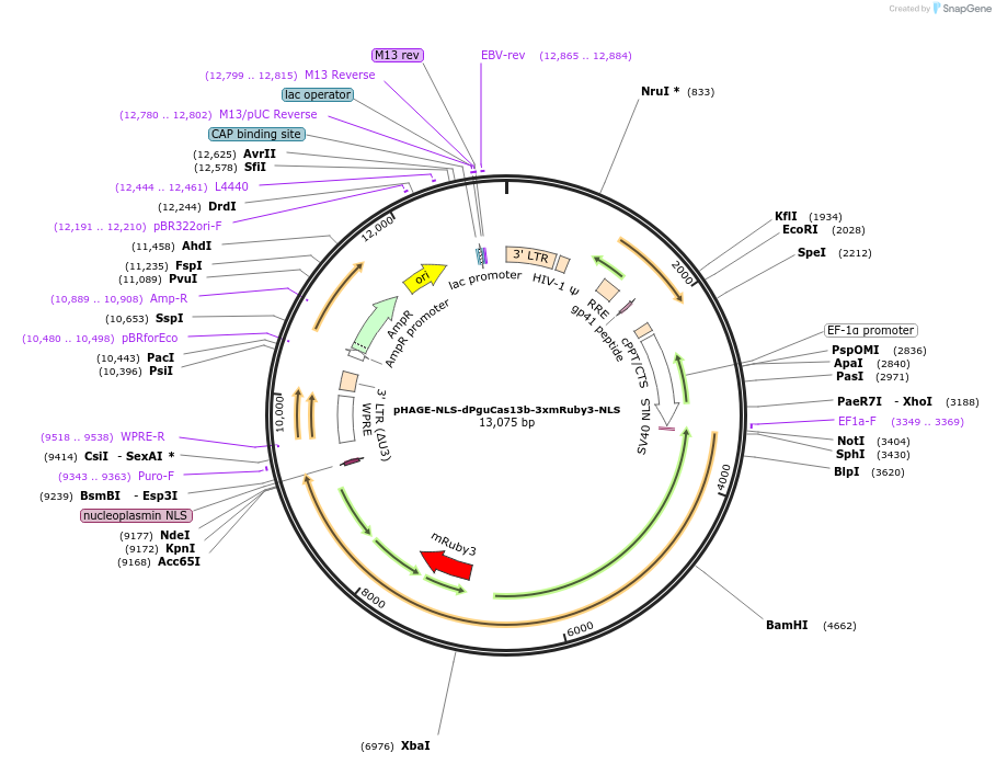 132406-plasmid-map-sequence-id-307949