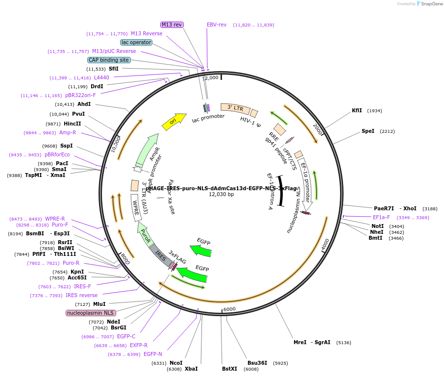 132412-plasmid-map-sequence-id-307950
