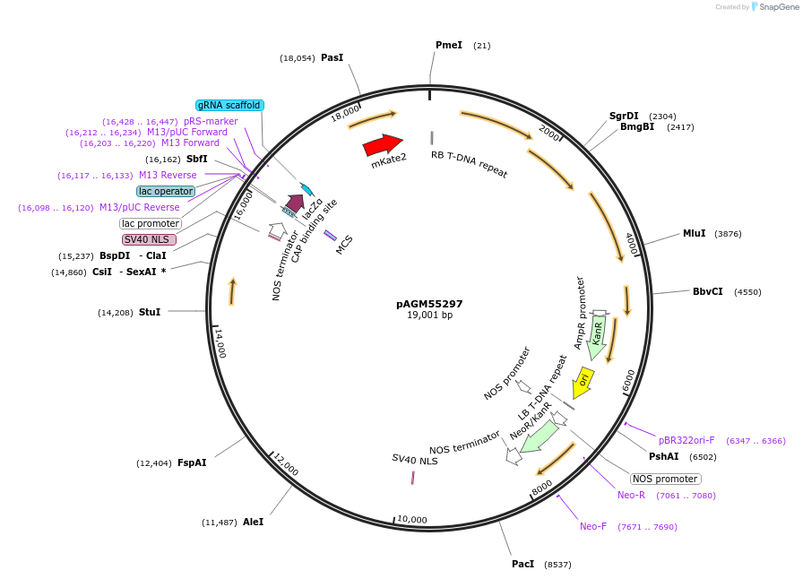 153213-plasmid-map-sequence-id-307951