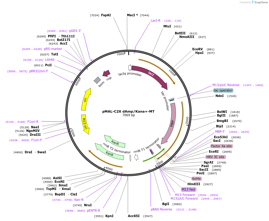 154354-plasmid-map-sequence-id-307953