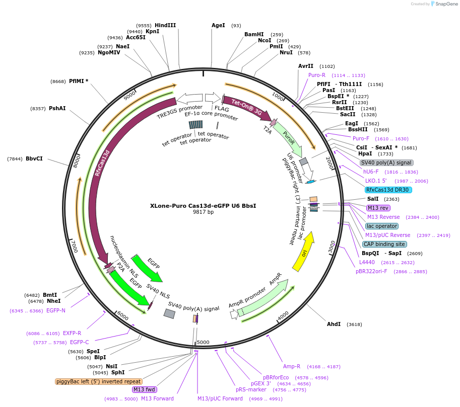 155184-plasmid-map-sequence-id-307954