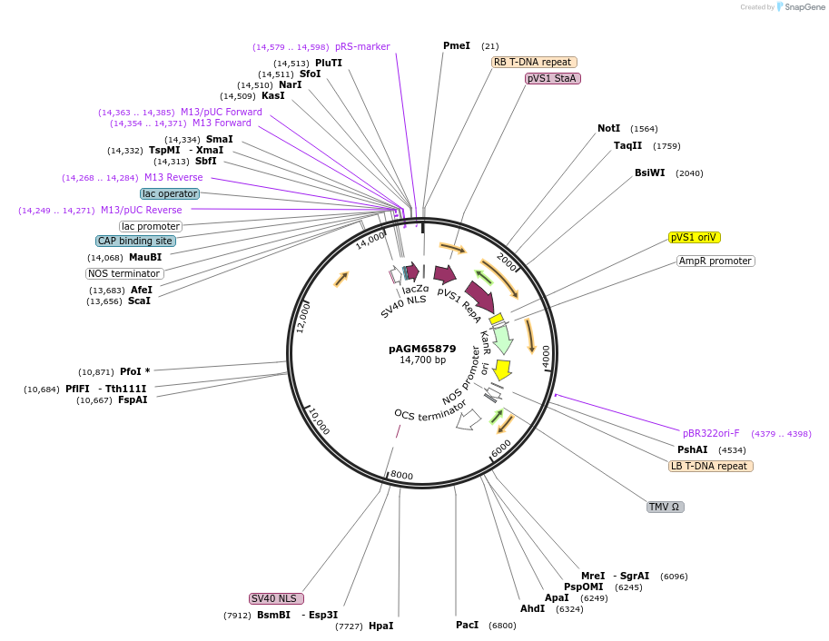 153214-plasmid-map-sequence-id-307955