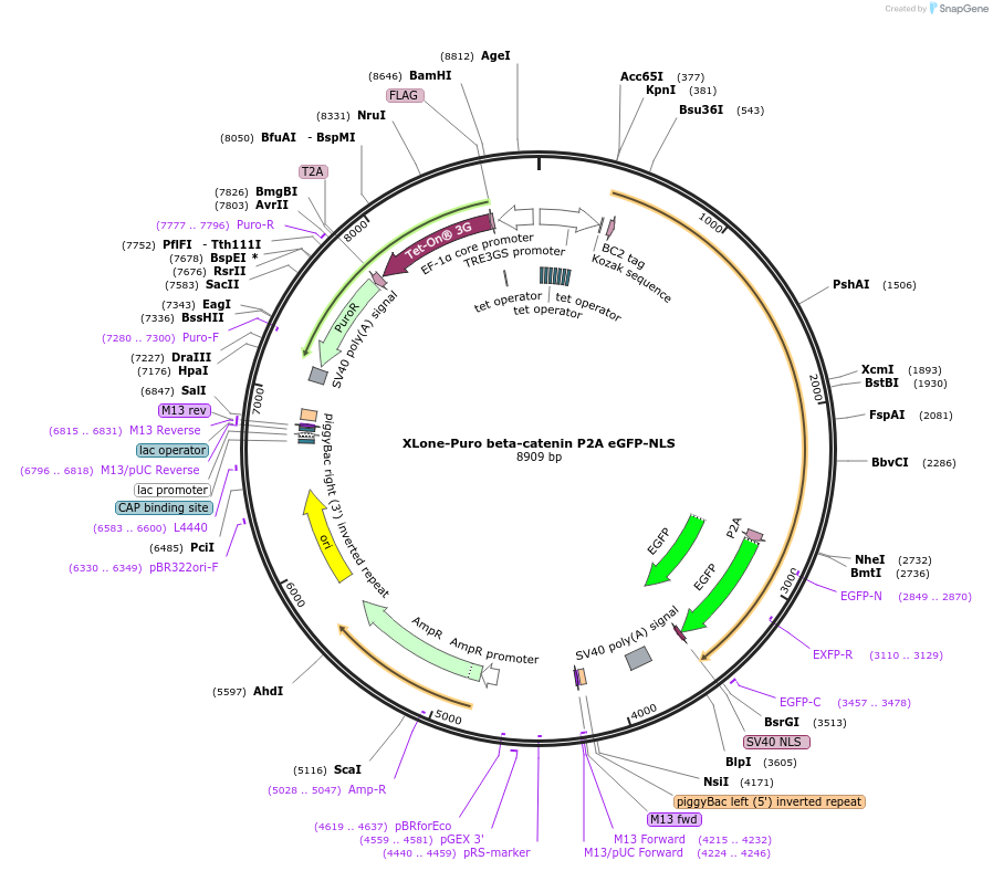 155189-plasmid-map-sequence-id-307963