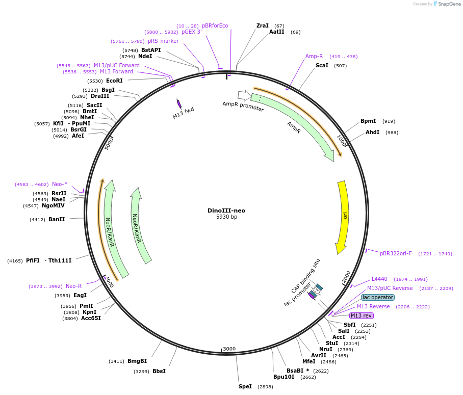 155026-plasmid-map-sequence-id-307969