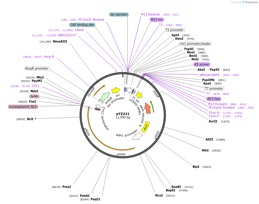 132952-plasmid-map-sequence-id-307972