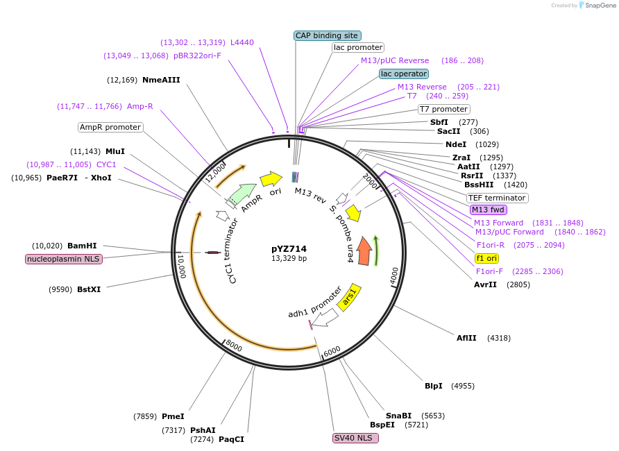 132955-plasmid-map-sequence-id-307974