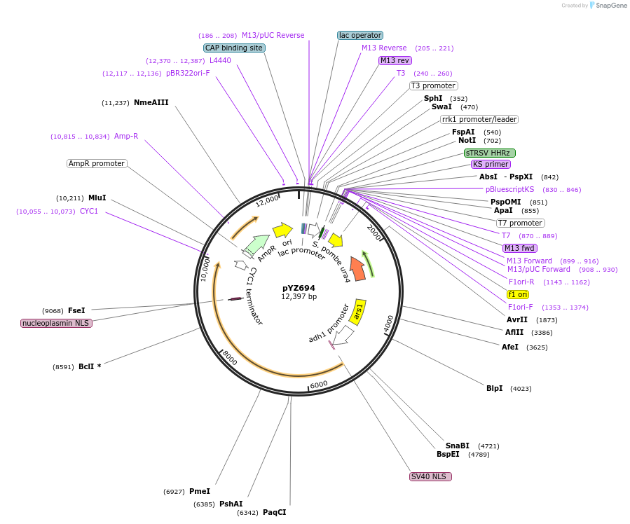 132956-plasmid-map-sequence-id-307975