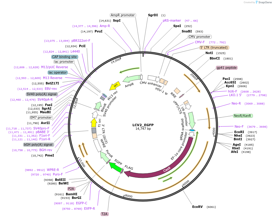 155098-plasmid-map-sequence-id-307983