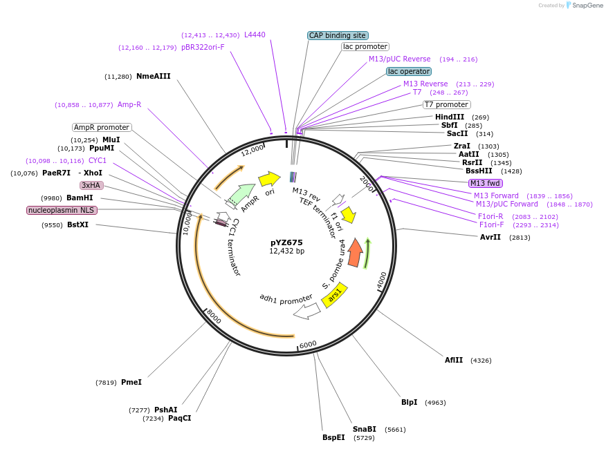 132954-plasmid-map-sequence-id-307989
