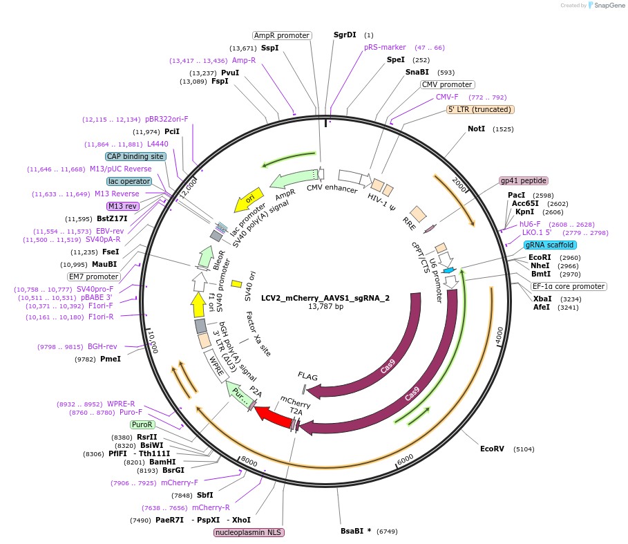155105-plasmid-map-sequence-id-307992