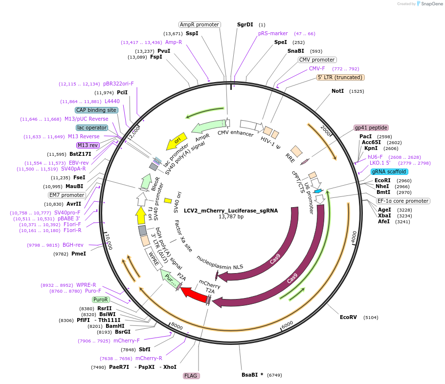 155109-plasmid-map-sequence-id-307996
