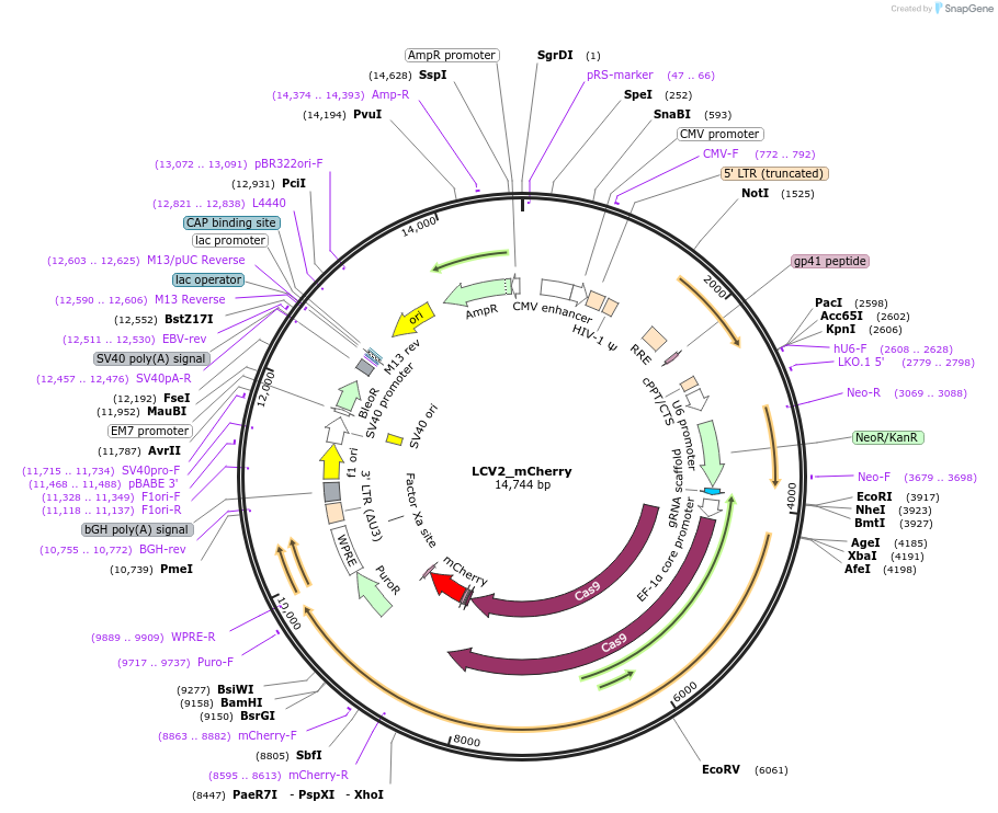 155096-plasmid-map-sequence-id-307998