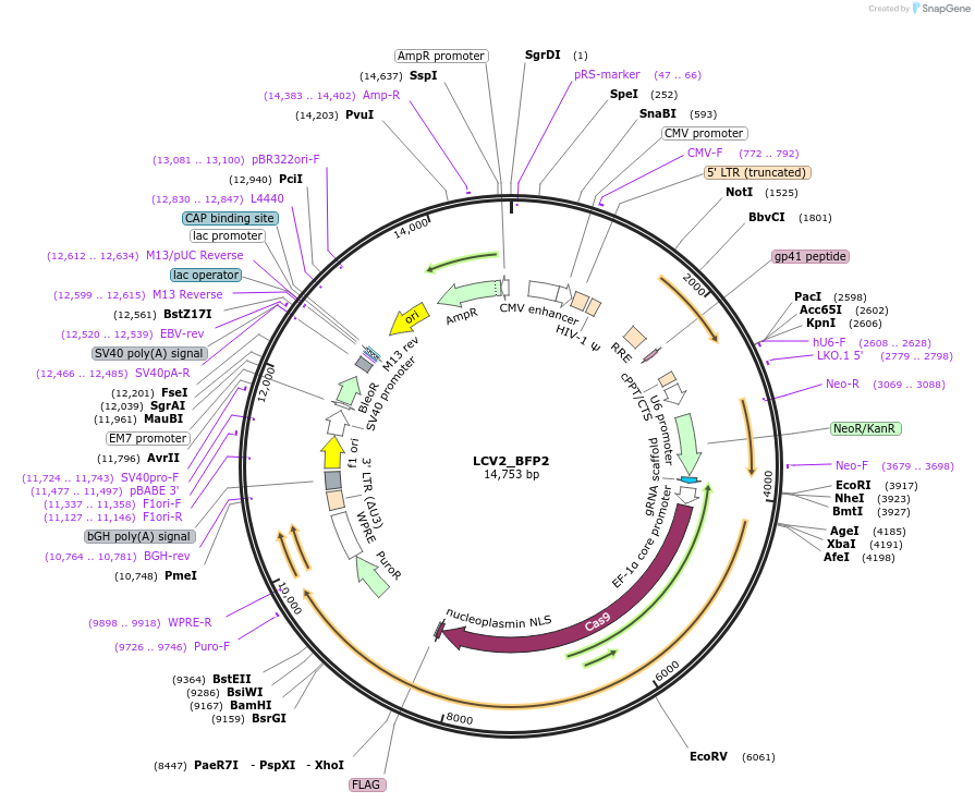 155097-plasmid-map-sequence-id-308002