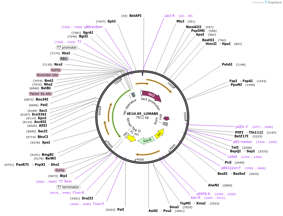 155208-plasmid-map-sequence-id-308004