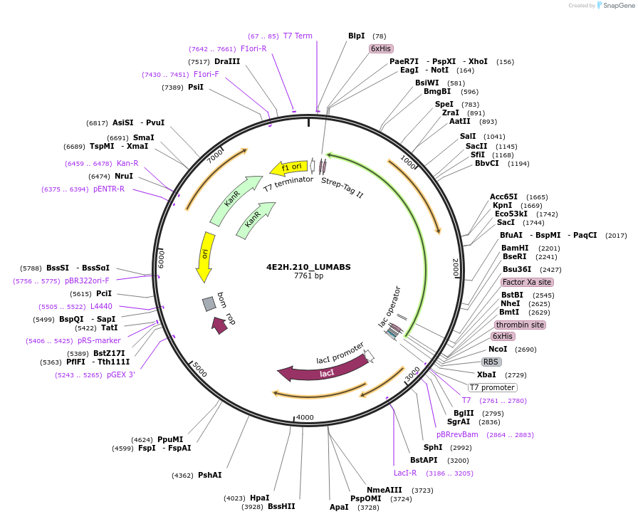 155209-plasmid-map-sequence-id-308006