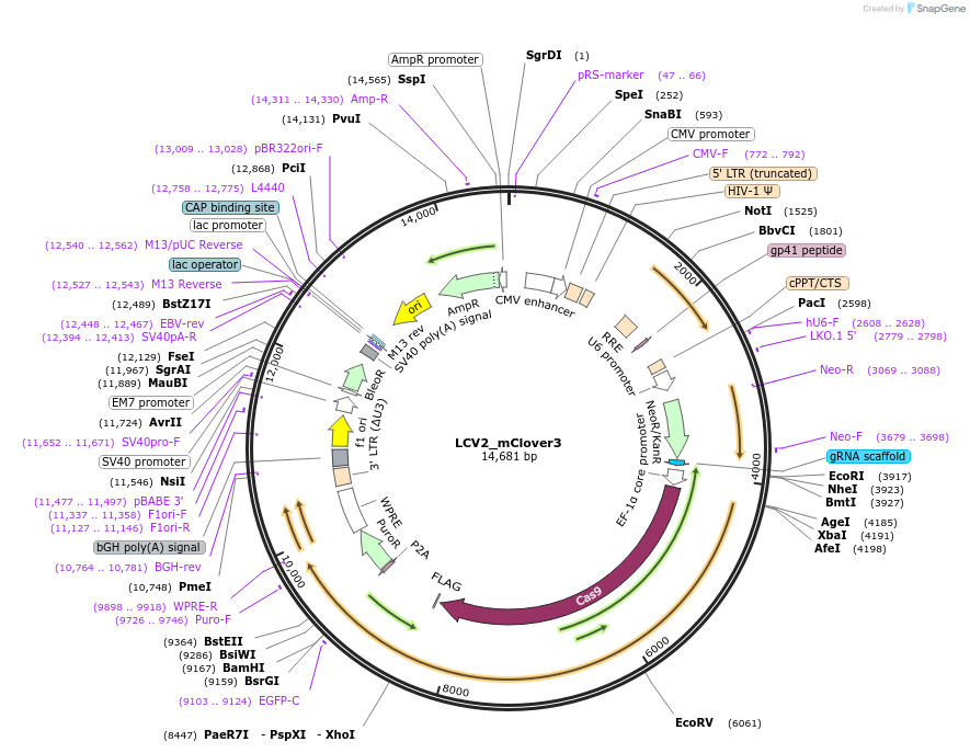 155095-plasmid-map-sequence-id-308012