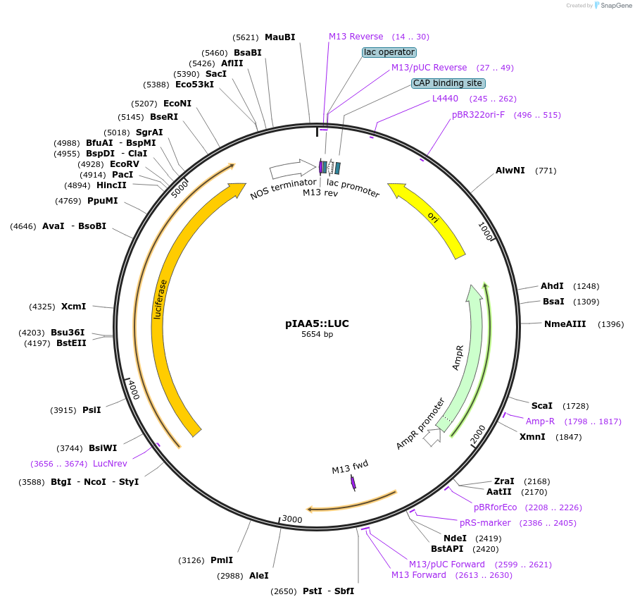 141169-plasmid-map-sequence-id-308023