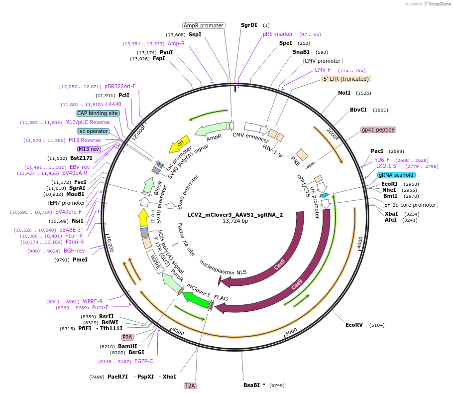 155099-plasmid-map-sequence-id-308035