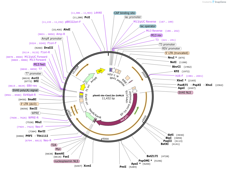 155047-plasmid-map-sequence-id-308054