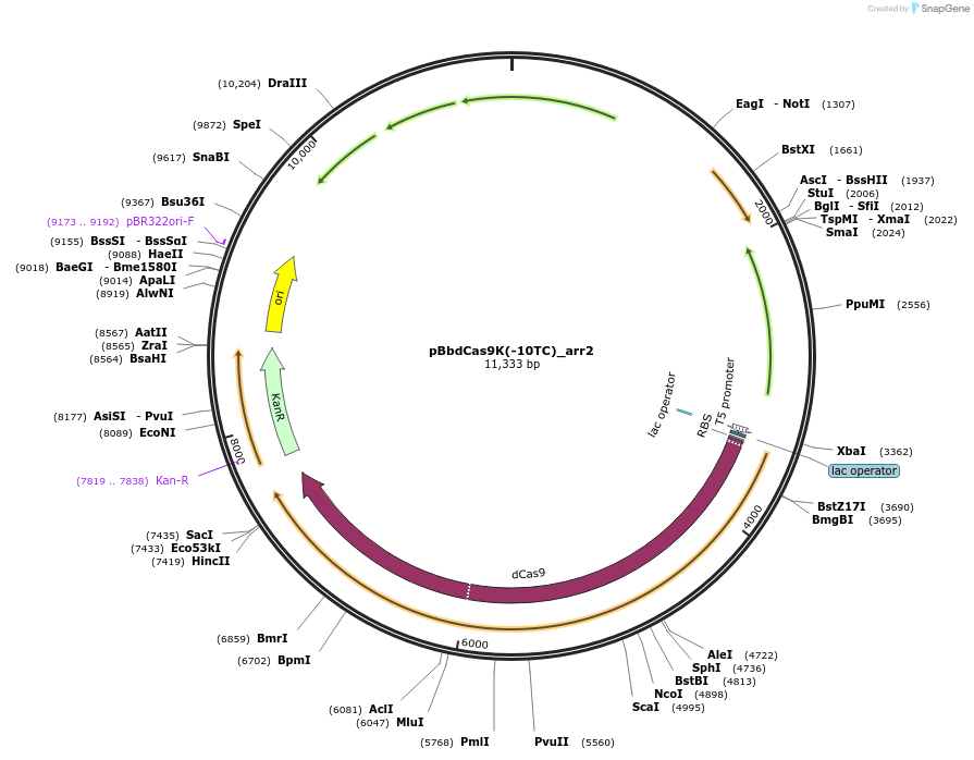 149584-plasmid-map-sequence-id-308055