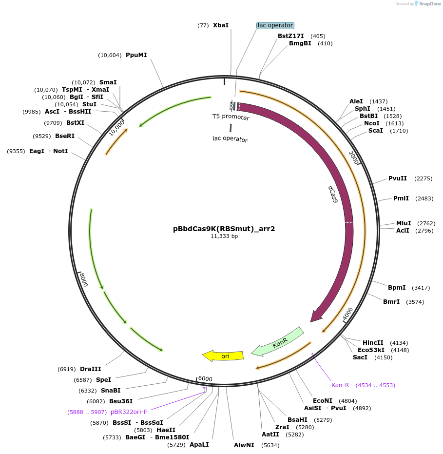 149577-plasmid-map-sequence-id-308056